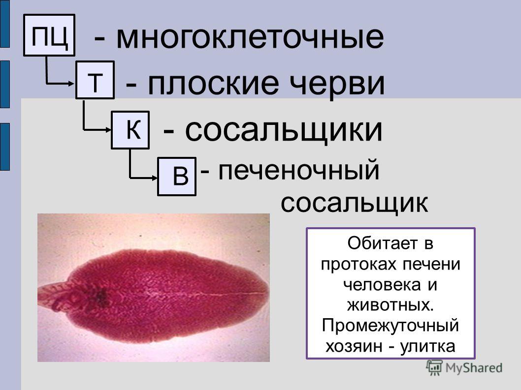 Кракен ссылка trikky